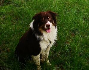 Chien marron et blanc dans l'herbe